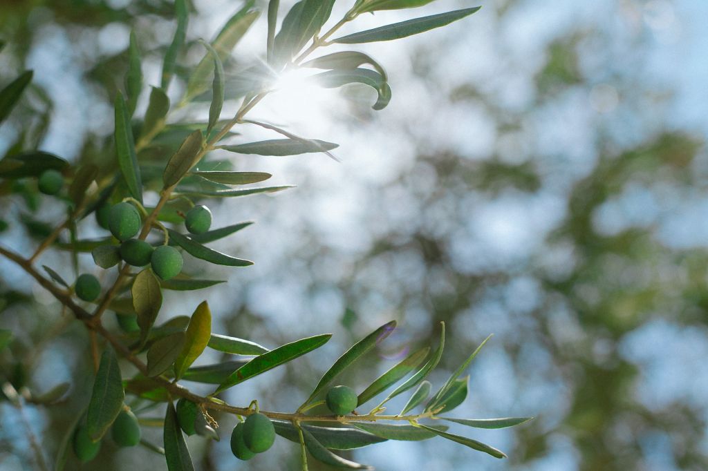 Tipos de aceituna y de aceite de oliva  ...