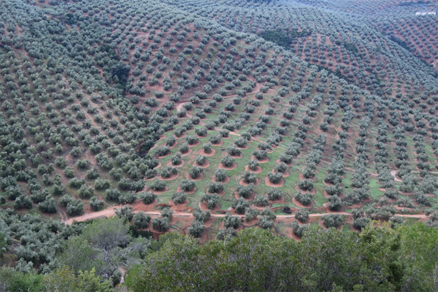 Aceite de Oliva Virgen Extra procedente de Jaen